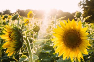 Så blir du självförsörjande på solrosfrön - Alternativa Höga kusten