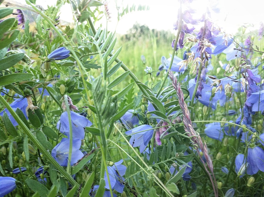 Alternativa Höga kusten - allt färre blåklockor längs våra vägar. Gör en insats, ryck en lupin!