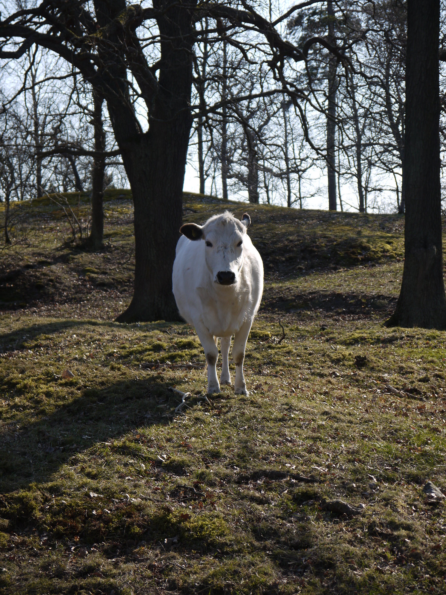 Fjällko på bete